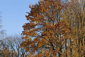 chute des feuilles en automne et sur les érables photo