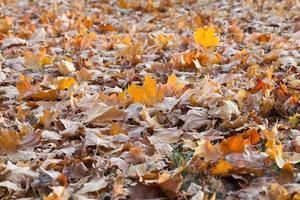 feuilles mortes d'un érable photo