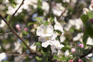 fleurs de pomme blanche en mai photo