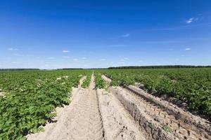 un champ agricole où les pommes de terre photo