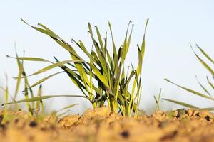 eau sur l'herbe verte photo