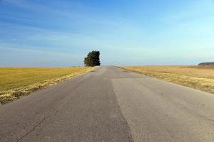 route rurale, arbre photo