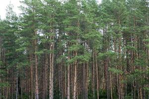 la forêt, gros plan photo