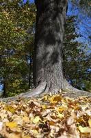 automne dans le parc photo