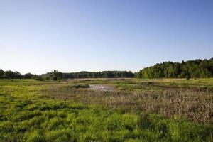 paysage d'été, tourbière photo