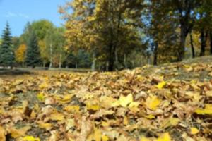 automne dans le parc photo