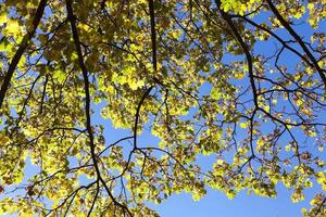 feuilles sur les arbres, automne photo