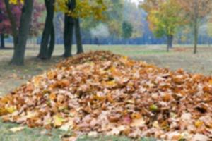 automne dans le parc photo