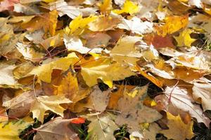 automne dans le parc photo