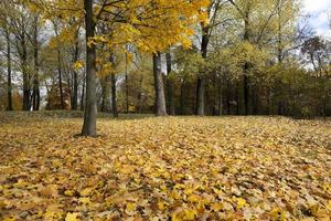 automne dans le parc photo