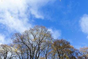 feuillage jaune, automne photo