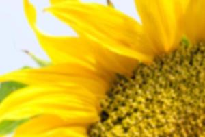 fleur de tournesol, gros plan photo