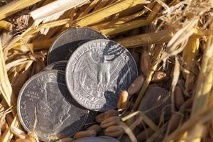 pièce de monnaie dans la paille photo