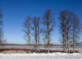 arbres d'hiver, gros plan photo