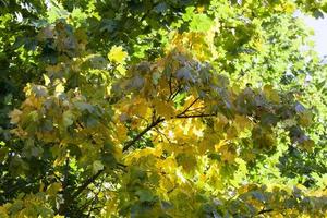 feuilles d'érable, gros plan photo