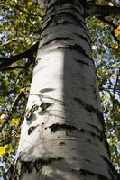 tronc de bouleau d'automne photo