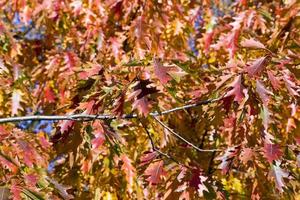 feuillage de chêne d'automne sur les arbres photo