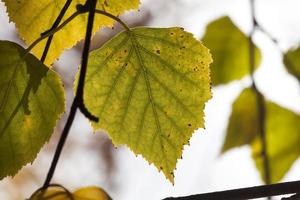 feuillage d'automne bouleau photo