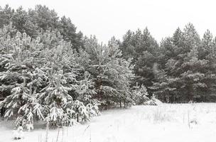 jour d'hiver après une chute de neige photo