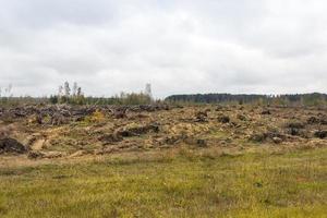 arbres après l'ouragan photo