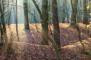 paysage d'automne éclairé par la lumière du soleil photo