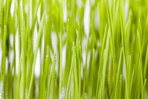 gros plan de jeune herbe verte photo