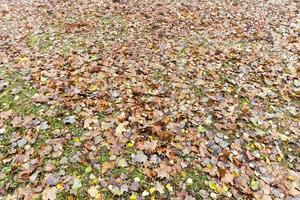 feuilles tombées au sol