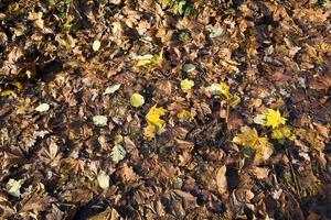 vieux feuillage d'automne photo