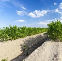 sillons dans lesquels les carottes photo