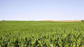 paysage agricole avec des rangées de maïs vert photo