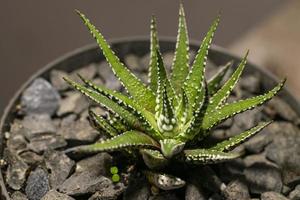 haworthia empereur succulent gros plan. photo