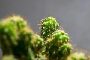 vue macro de beaux cactus verts. photo