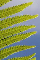 feuille verte fraîche d'une fougère photo