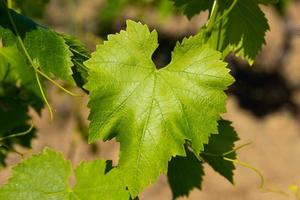 feuilles vertes de raisins dans le vignoble. mise au point sélective. photo