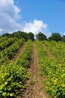 nuages de pluie sur les montagnes et une vallée avec un vignoble verdoyant. photo