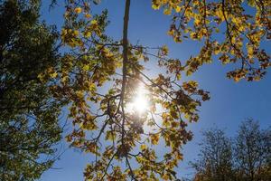 feuilles jaunissantes, gros plan photo