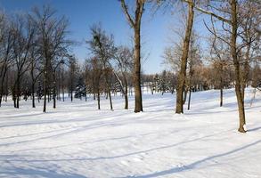 arbres en hiver photo