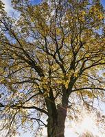 arbre d'automne, gros plan photo