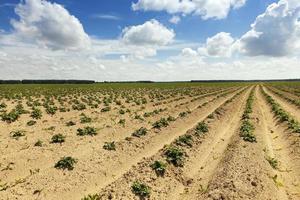 champ de pommes de terre , biélorussie photo