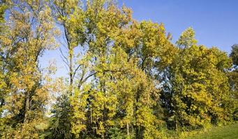 différents arbres à feuilles caduques photo