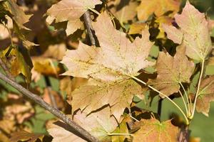 feuillage d'automne, gros plan photo