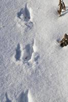 neige avec traces de chien photo