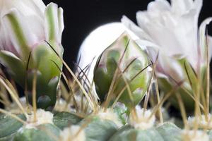 cactus pendant la floraison photo