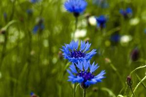 camomille aux bleuets photo