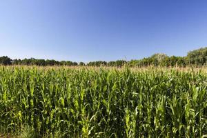 champ agricole avec du maïs vert immature photo