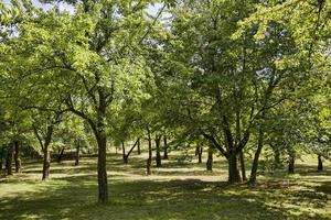 arbres au printemps photo