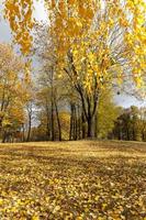 beau feuillage de bouleau photo