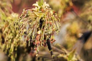 un érable en fleurs photo