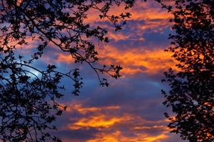 crépuscule surréaliste à travers les branches: coucher de soleil spectaculaire arbre rétro-éclairé photo