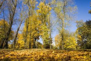 feuillage jaune avant de tomber photo